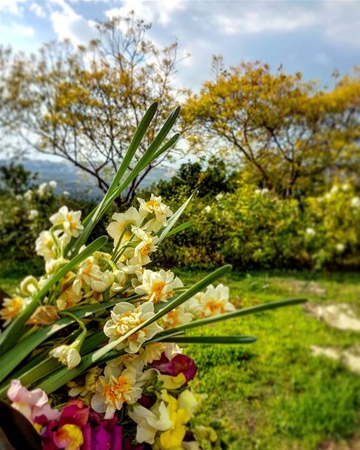Am sure you can smell the beautiful perfume of this winter bouquet! And... (Joûn, Liban-Sud, Lebanon)