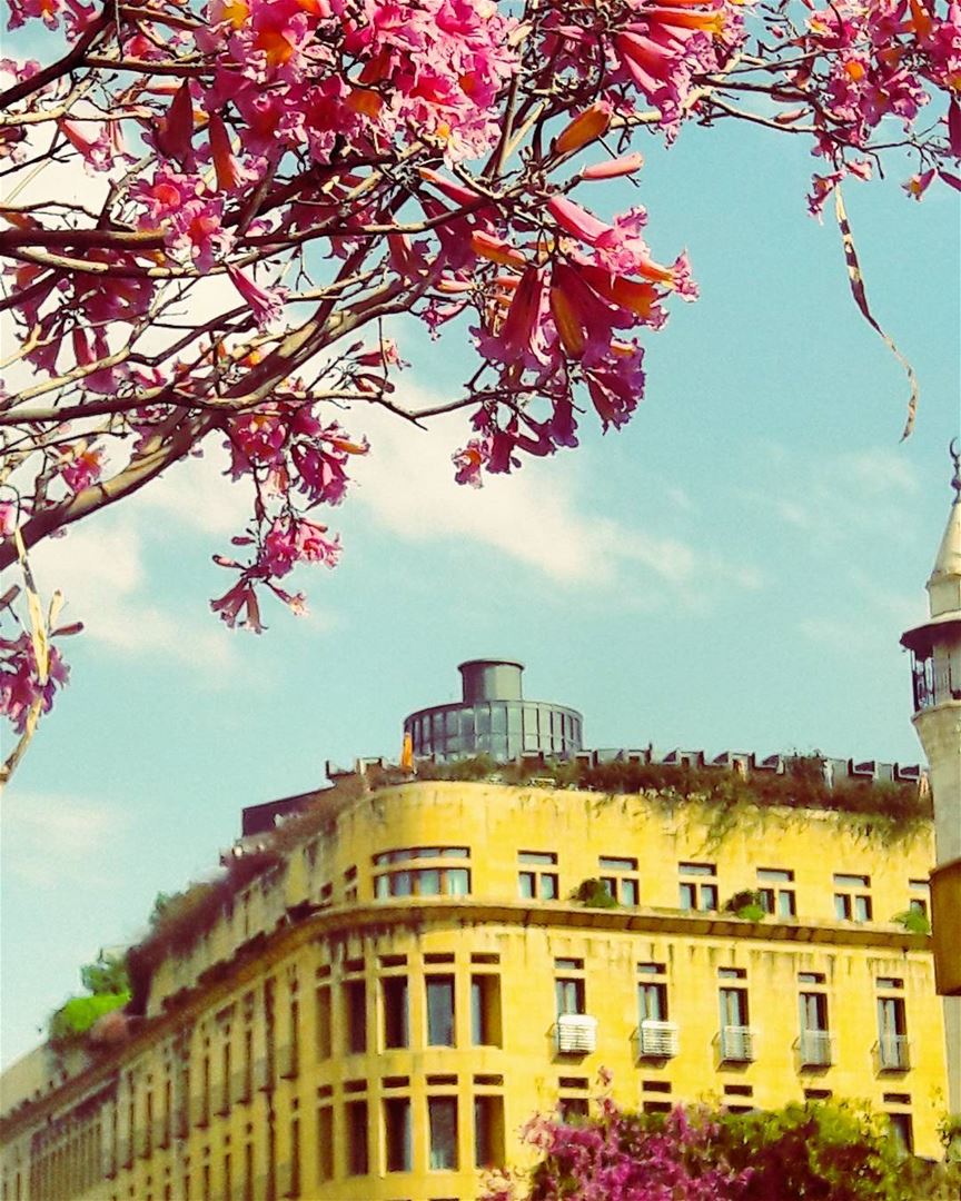 🌹🌹🌹  Amazing  Beirut  Beyrouth  Blossom  blossoming  Pinky ... (Beirut, Lebanon)