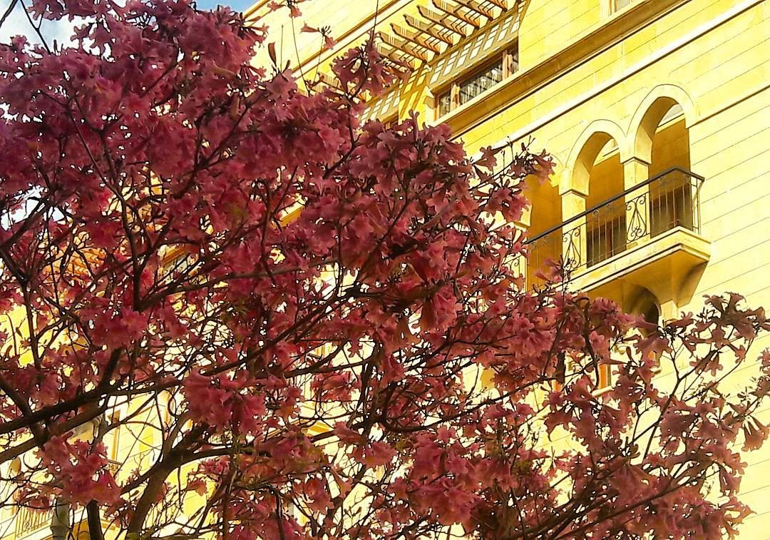 🌹🌹🌹  Amazing  Beirut  Beyrouth  Blossom  blossoming  Pinky ... (Beirut, Lebanon)