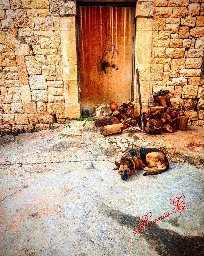  amiounalkoura  aldar  oldhouse  wood  dog  oldstreet  oldtown ... (Amioûn, Liban-Nord, Lebanon)