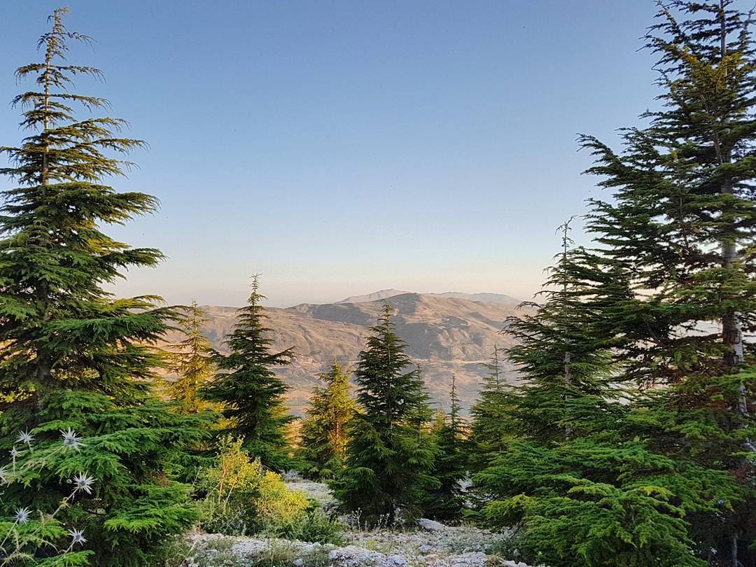 Among the... (Qanat Bakish, Mont-Liban, Lebanon)