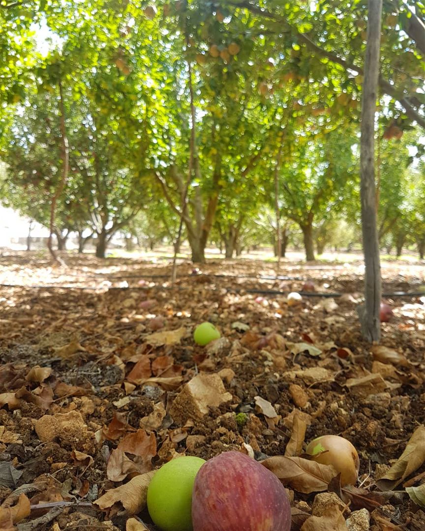An apple a day...And all those trees will be empty😂 ig_lebanon ...