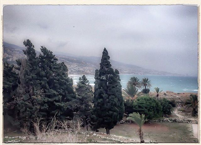 Ancestor's land swept by the winds  landscape  landscape_lovers  trees ... (Byblos, Lebanon)
