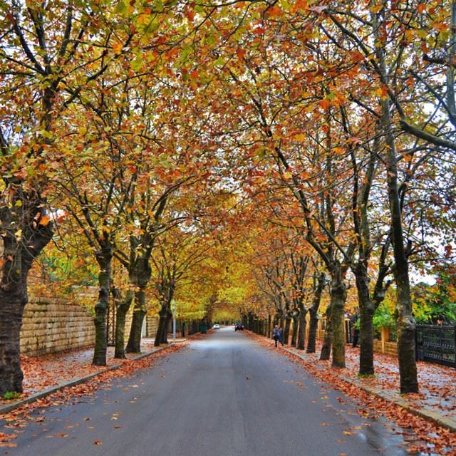 ♢And finally the fall is here...♢Sawfar, Lebanon.♢Camera : Nikon D3200♢h
