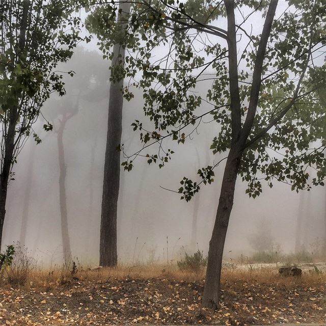 And the weather is like ...  Trees  Shadows  Fog  LiveLoveLebanon ... (Matn District)