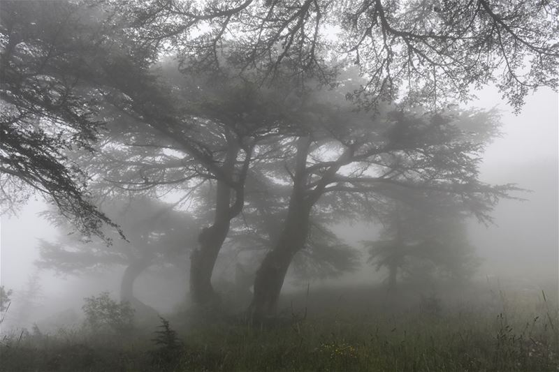 Another Foggy Day in Cedar Country [Chouf, Lebanon]See more of my pix at: (Arz el Maasser)
