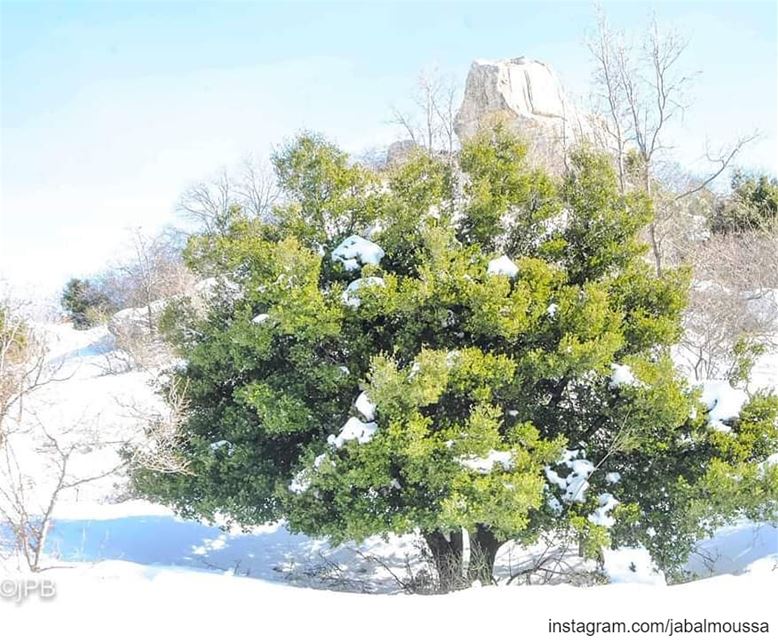 Another White Sunday !  JabalMoussa  Snowshoeing @jp.boutros unescomab ... (Jabal Moussa Biosphere Reserve)