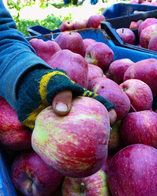  apple  hand  kids  redapples  season  picking apples  bcharreh   lebanon ...