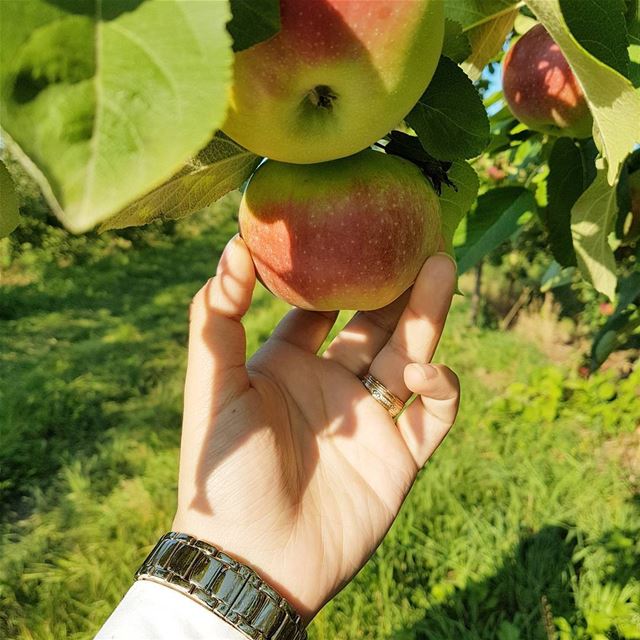 Apple picking🍎Enjoy the end of the season before the snow covers us!..... (VergerSaab)