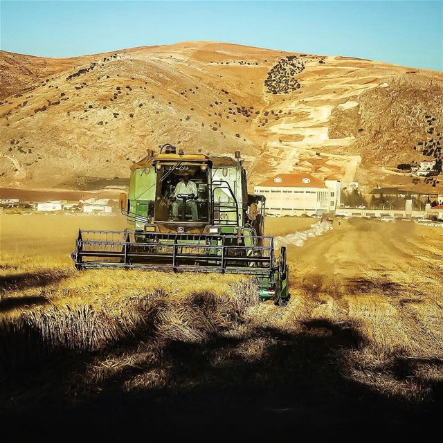 Around Lebanon .  Lebanon  wheat  harvesting  Bekaa ...