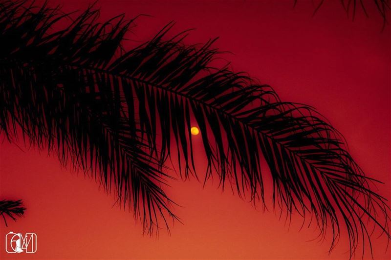  Artistic  Sunset  palm  Moon  sky  skylover  Lebanon  loves_lebanon ...