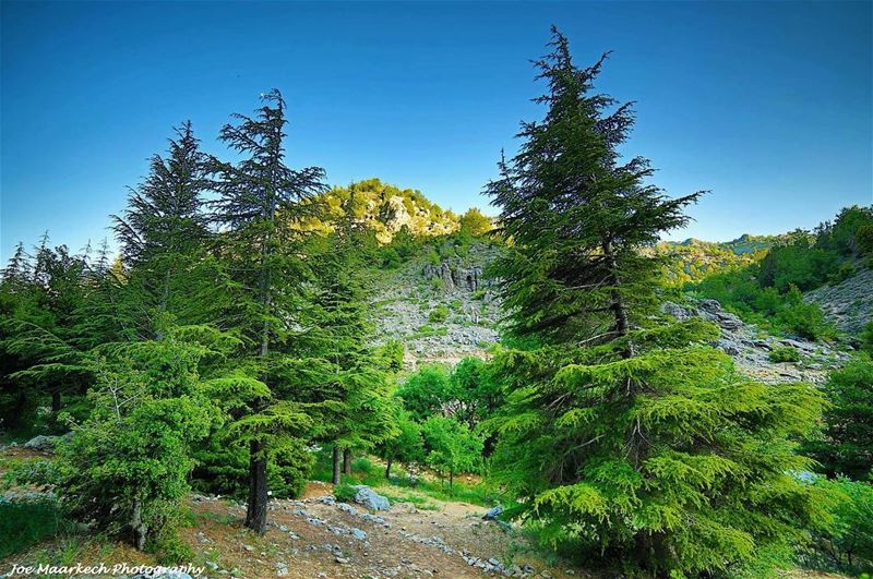 Arz Ehmej!  arzehmej  cedarsofehmej  cedars  lebanon  ehmej  nature ... (Arz Ehmej)