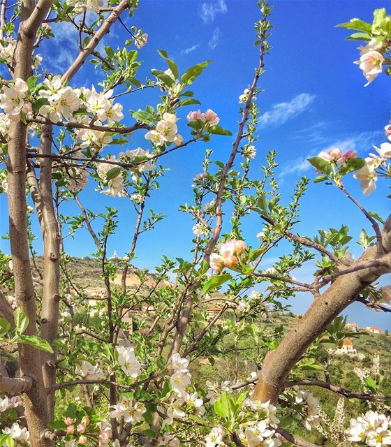 As this spring blossoms in this most hopeful day, I wish you all the... (Ehden, Lebanon)