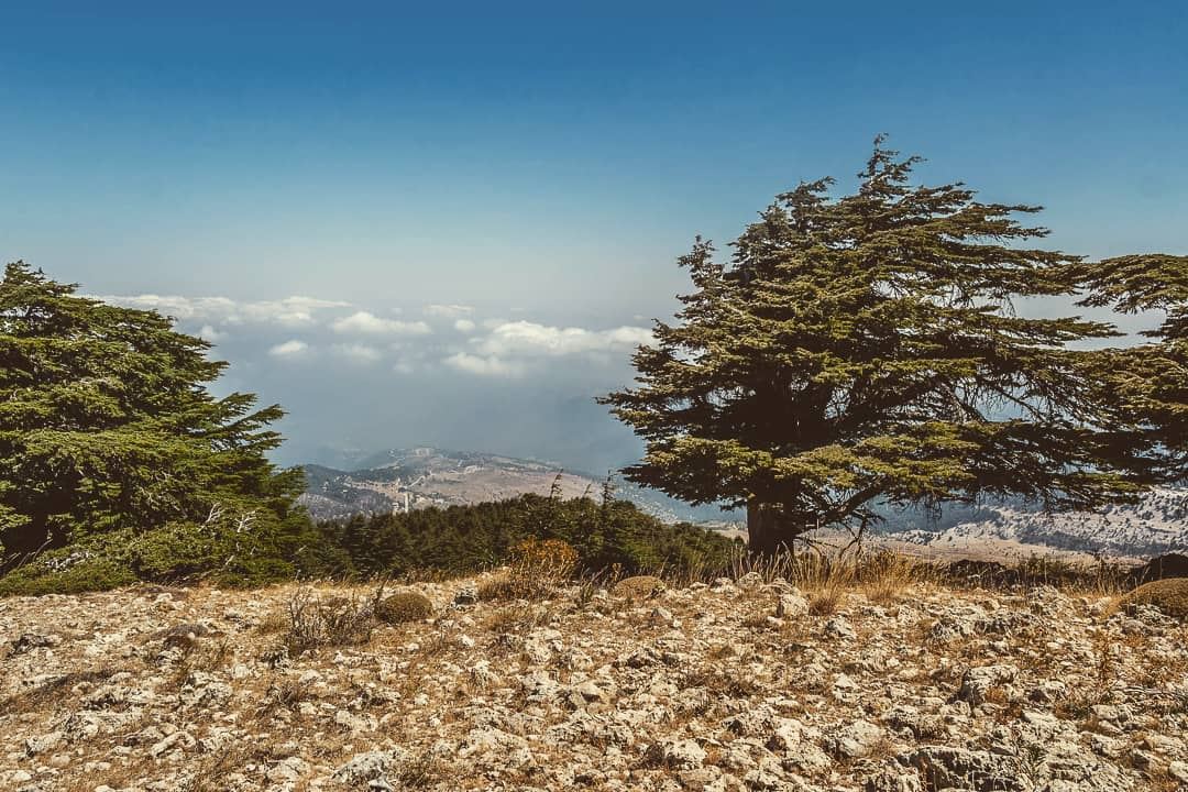 Asymmetric tree ____________________________________________________... (Al Qubayyat, Liban-Nord, Lebanon)