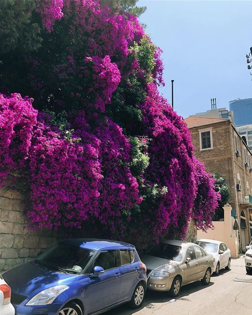Até a primavera no Líbano é mágica. Foto de @teloduh 🇱🇧 Even the spring... (Beirut, Lebanon)