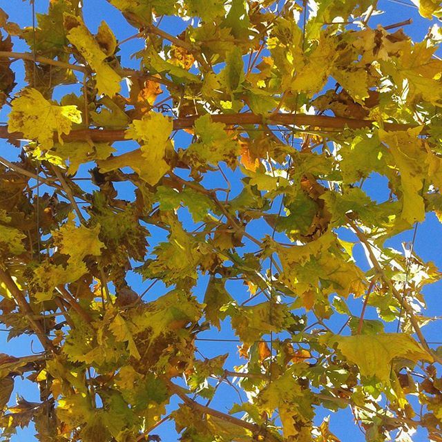 autum autumncolours yellowleaves bluesky beautifulday vigne grappe grapes (Zahleh)