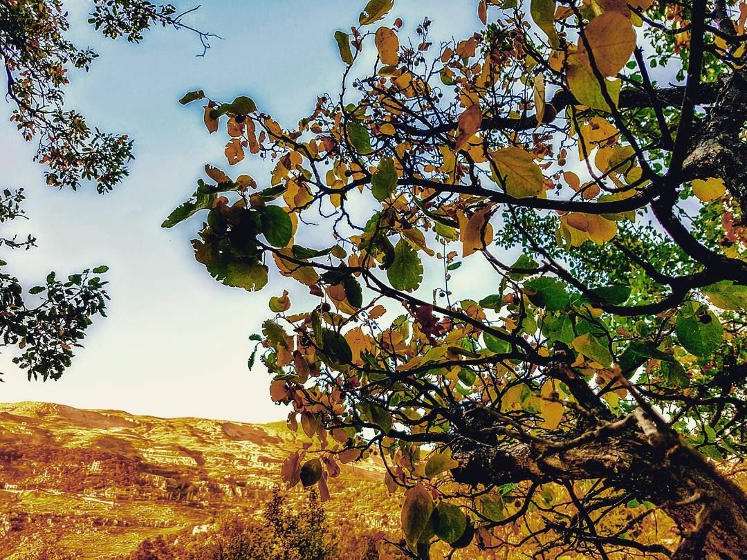  autumn🍁  autumn  yellowing  mountains  mountain  tarchich  lebanon ... (Tarchich)