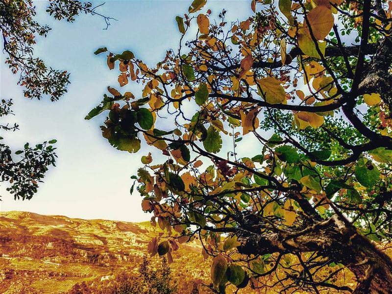  autumn🍁  autumn  yellowing  mountains  mountain  tarchich  lebanon ... (Tarchich)
