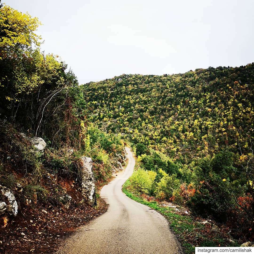  autumn autumnvibes🍁 lebanon mountlebanon colors trees path road nature... (Dlebta, Mont-Liban, Lebanon)