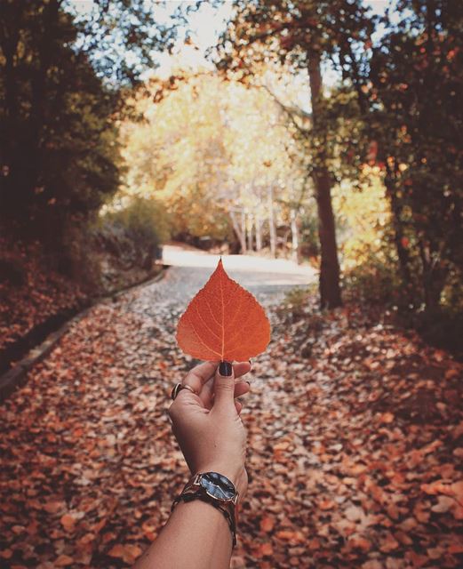 • Autumn Fall • 🍂 canoneos70d  autumn  leaf  leaves  time  season ... (Aïn Zebdé, Béqaa, Lebanon)