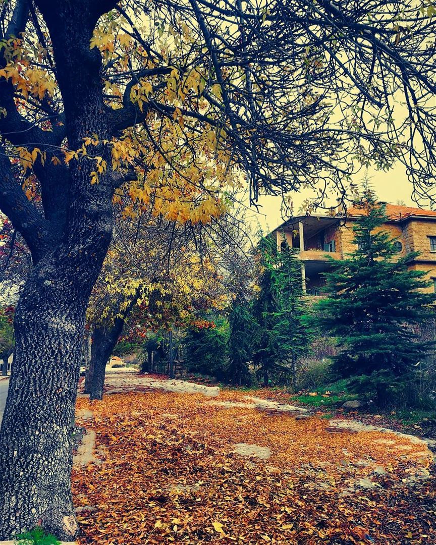 Autumn is the hardest season. The leaves are all falling, and they're... (لبنان كورنيش صوفر)