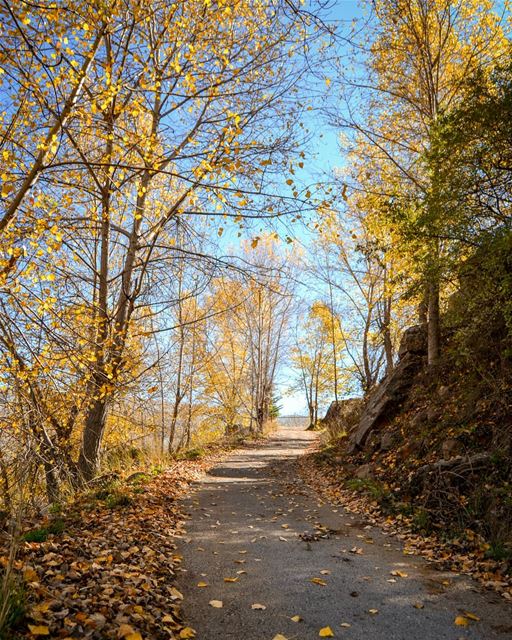 Autumn walk 🍁🍂 | Beautiful sunny weather and unique colors. Zaarour,... (Zaarour Club)