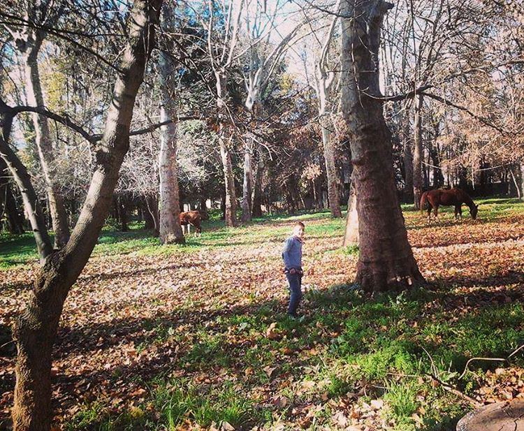  autumn winter cold forest amazing place horse sun shadow boy son grass... (Taanayel Lake)