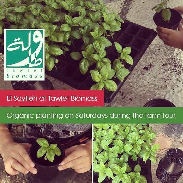 Basil season has arrived at Tawlet Biomass in Jrebta! Come join us every...