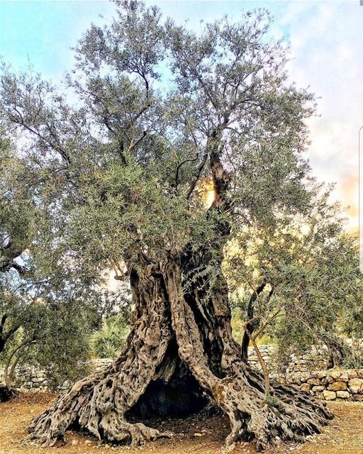  batroun  bchaale  village  olive  tree  mediterranean  bebatrouni ... (Bchaalé, Liban-Nord, Lebanon)