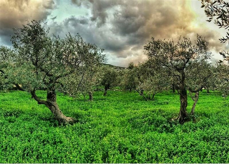  batroun  thoum  village  olivetrees  nature  bebatrouni  lebanon ... (Batroun Thoum)