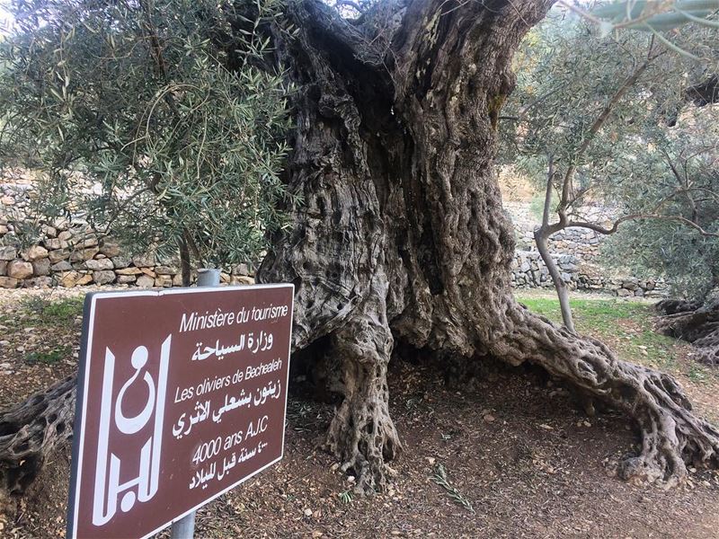 Bchaaleh Olive Trees .. 4000 BC, Northern Lebanon 🇱🇧  bchaaleh  olives ... (Bchaalé, Liban-Nord, Lebanon)