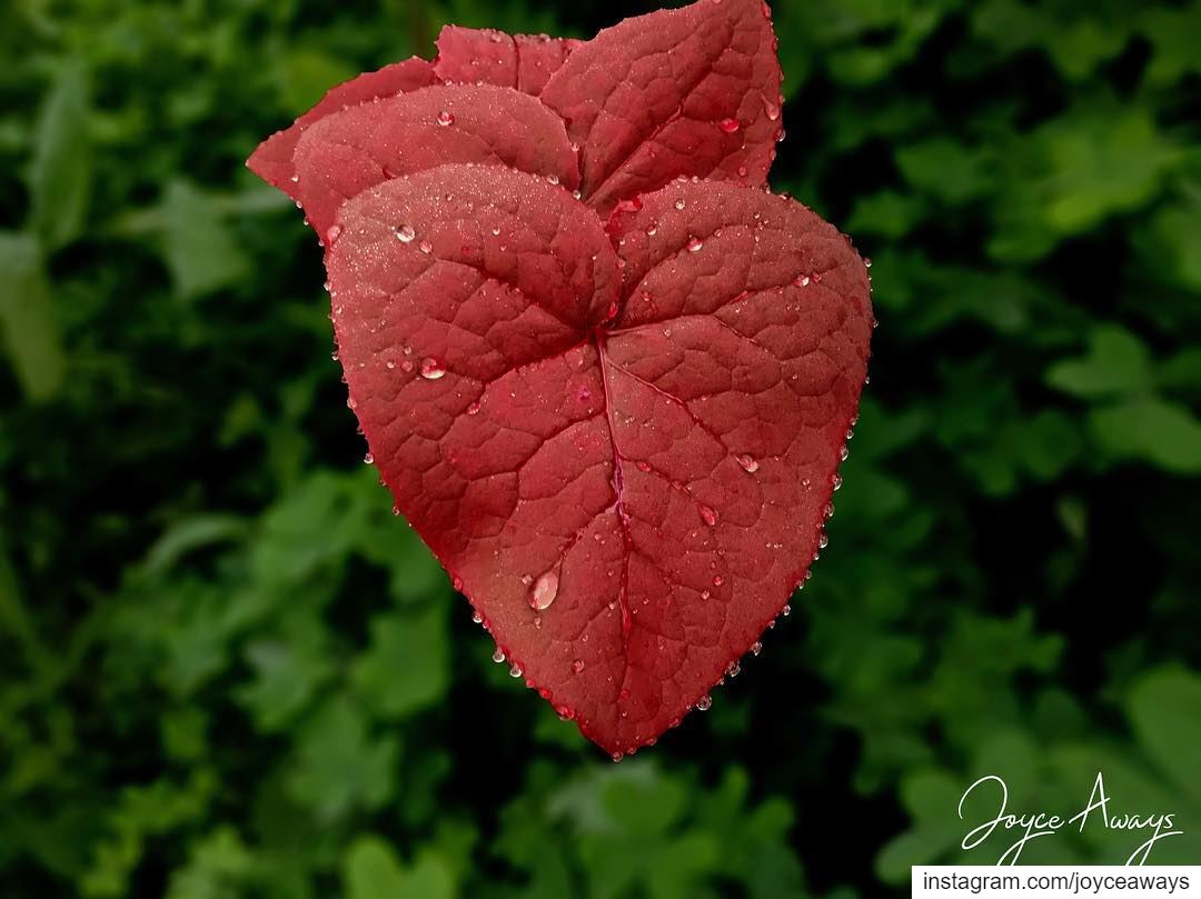 Be-Leaf in LOVE ❤️🍀 .. leaf  heart  red  vessels  heartshaped  leaves ... (American University of Beirut (AUB))
