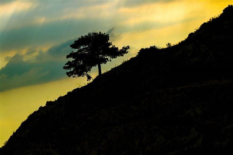Be strong enough to stand alone . tree  dusk  sunset  mountain  slope ...