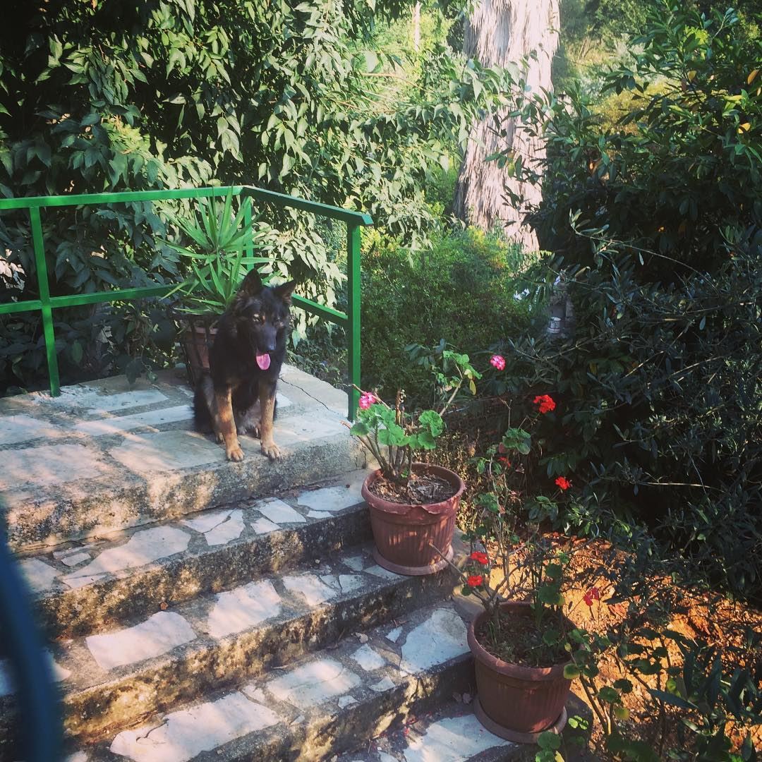 Be the person your dog thinks you are 🐶 dog  garden  flowers  house ... (Dlebta, Mont-Liban, Lebanon)