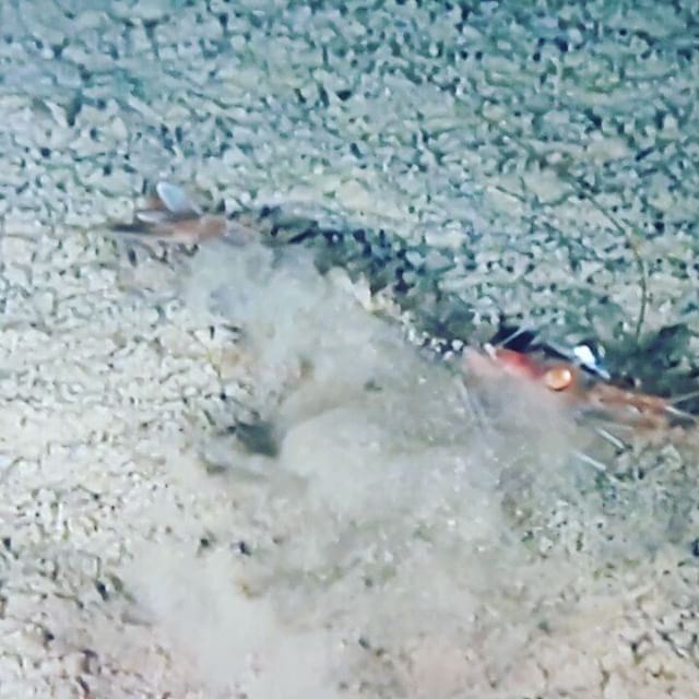 Beautiful deep sea creatures offshore Saida Discovering  Exploring the ...