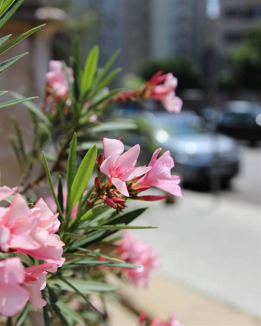 Beautiful morning 🏵🌸🏵🌸🏵 have a great week everyone! ............ (Beirut, Lebanon)