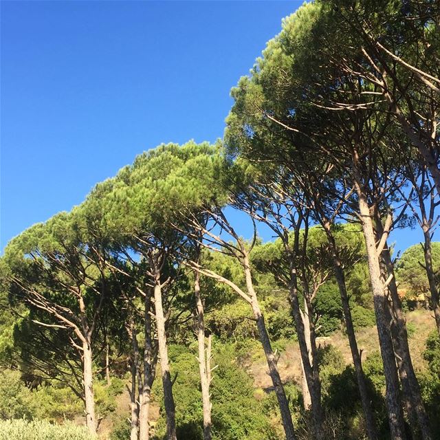  beautiful  nature  capture  pinetrees  mountains  bluesky  lebanon ... (Abey, Mont-Liban, Lebanon)