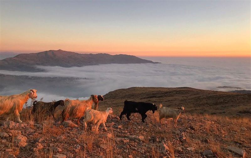 Beautiful sunset colors‼️................. lebanon ... (Mountain goats extreme)