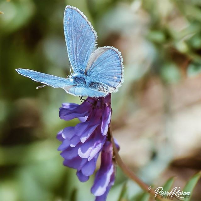  beautiful to  see hard to  catch😊😊😊 bleu  Butterfly ......