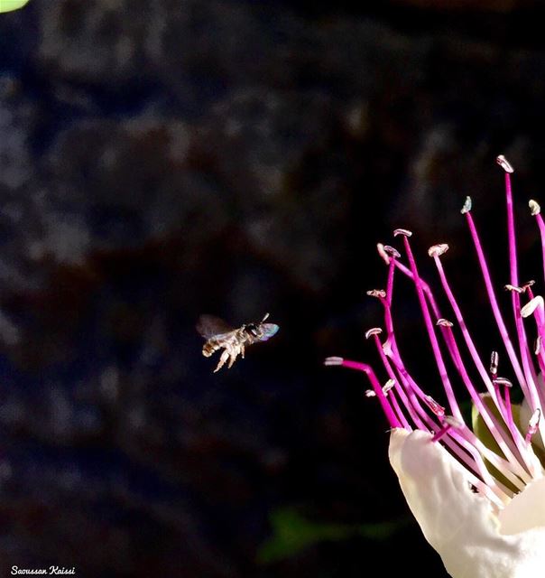  bee  abeille  flying  wildflower ...