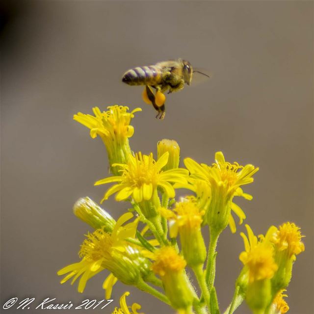  bee  pollen  bug  bugs_are_us  macro  closeup  ig_great_shots ... (Mount Sannine)
