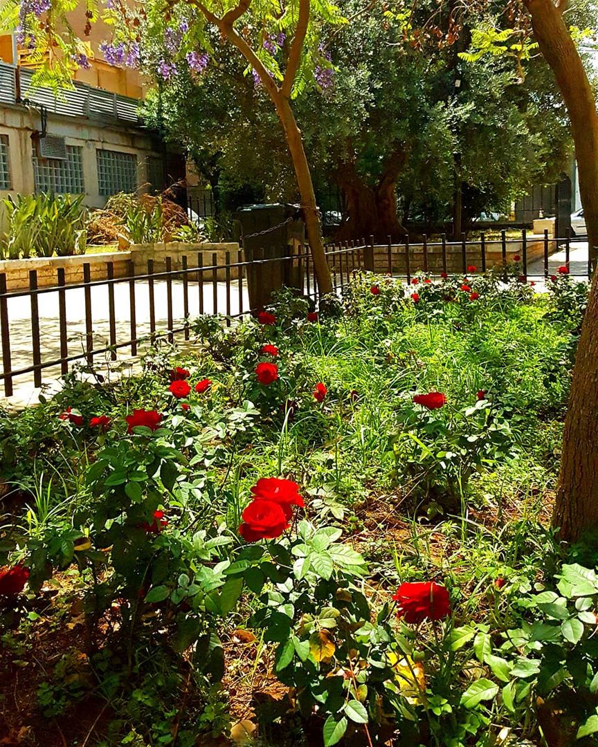 Beirut has more green public spaces than we think  goodmorning .........