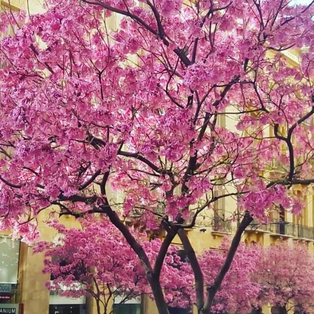 Beirut is blossoming Live from the  Amazing  Beirut  Beyrouth  Blossom ... (Beirut Down Town)