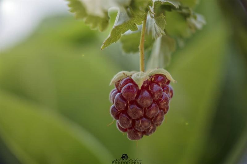 Berries 😍👌 • • •  chouf  shoufreserve  lebanon  beirut  livelovelebanon...
