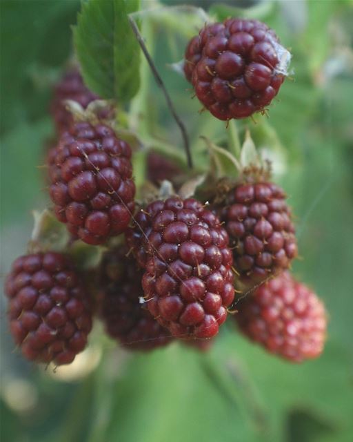 🍒🍓🍒🍓. berries  fruits  instafood  macro  closeup  moodygrams ...
