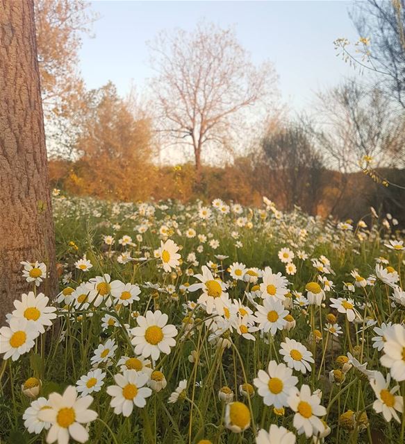 Best mornings start with you...Morning IGERS 🌼 insta_lebanon...