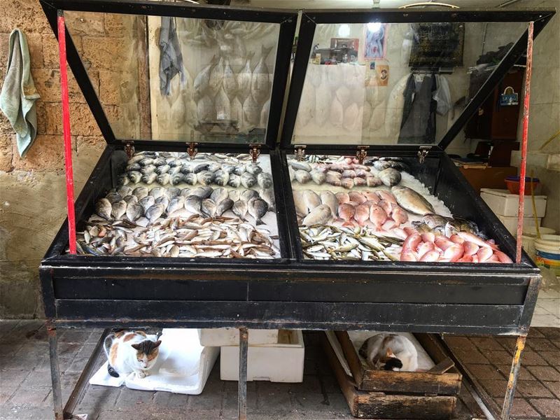 Best place to take a nap 😴 😊 cats  cat  fish  fishmarket  souk ... (Tyre, Lebanon)