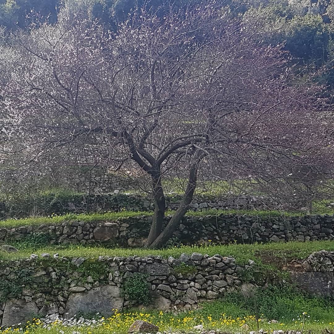 Bientôt le printemps...bon weekend  lebanon  mountains  landscape ...