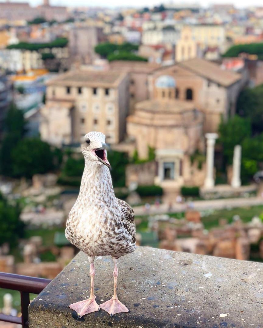 bird keeping an eye on Rome’s ruins.📍Palatine hill - Rome, Italy 🇮🇹━ ━ (Rome, Italy)