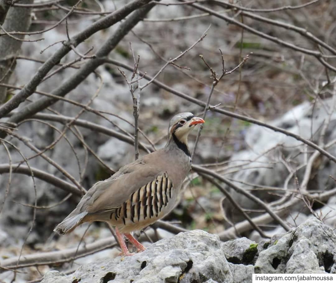 Birds are not meant to be caged, that's all! JabalMoussa  partridge ... (Jabal Moussa Biosphere Reserve)